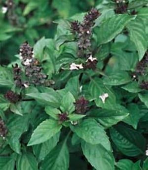basil cinnamon plant Basil Cinnamon (4