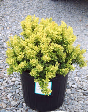 Load image into Gallery viewer, berberis thunbergii &#39;monlers&#39;  GOLDEN NUGGET DWARF JAPANESE BARBERRY