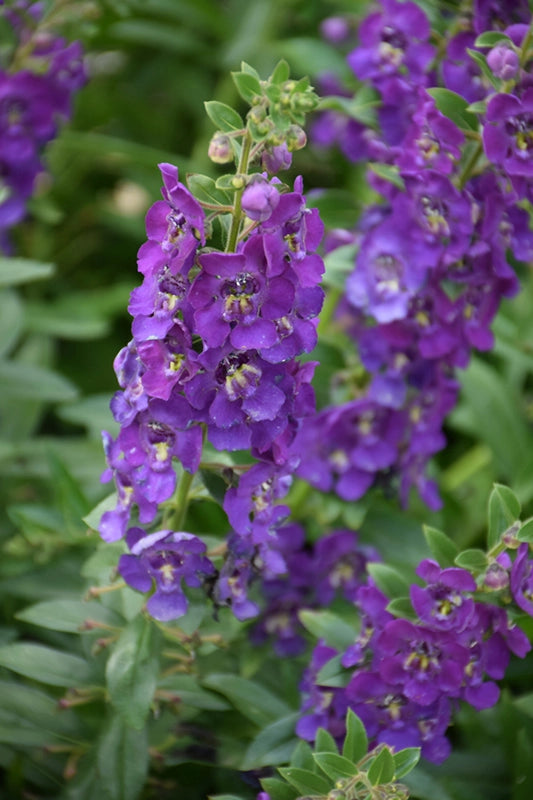 Angelonia Angelface Blue (PW) Needham #39 sNursery