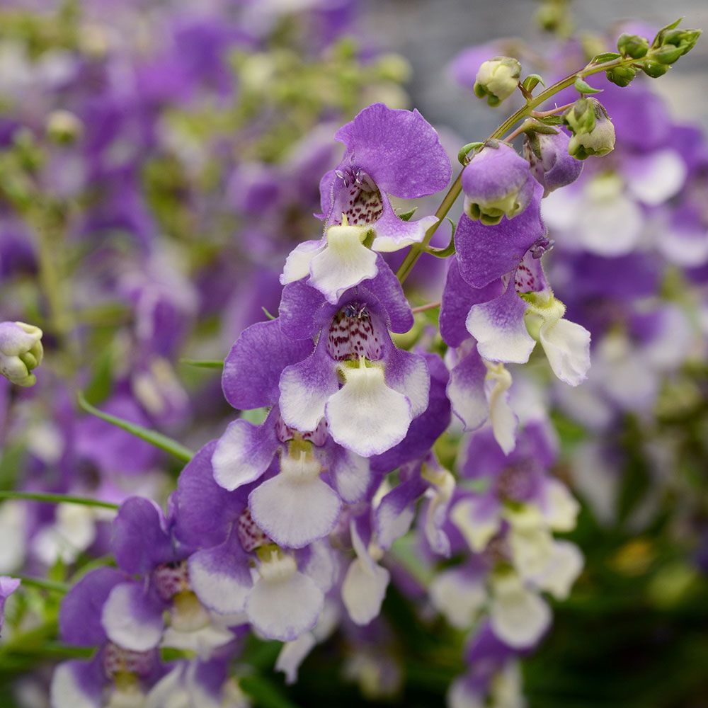 bluebird hanging planter pot Angelonia AngelMist Spreading Bluebird (4.5" Pot)