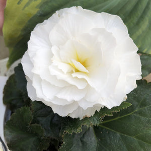 Begonia Mocca NonStop White (4.5" Pot)
