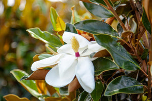magnolia grandiflora 'Bracken's Brown Beauty' MAGNOLIA BRACKEN'S BROWN BEAUTY