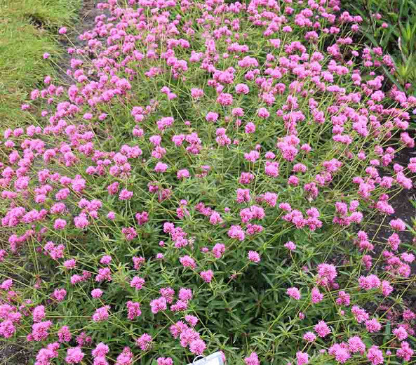 Gomphrena Truffula Pink