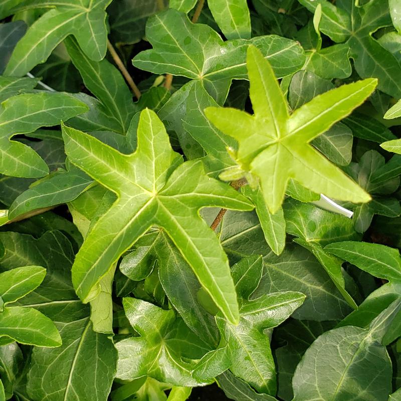 Asterisk Ivy 4