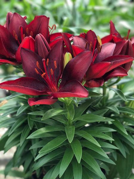 asiatic lily come back every year Lily Asiatic Tiny Comfort Red