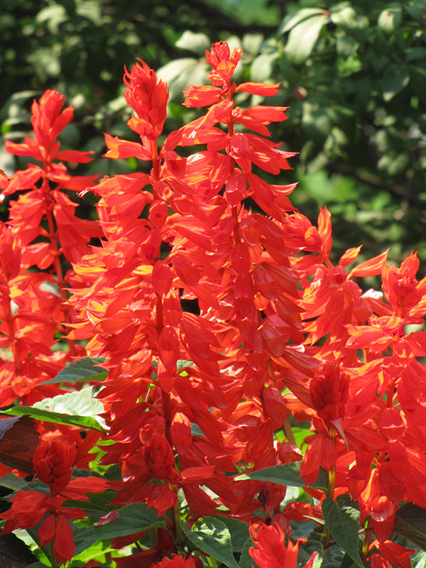 lighthouse plant Salvia Lighthouse Tall Red (6-06 Pack)