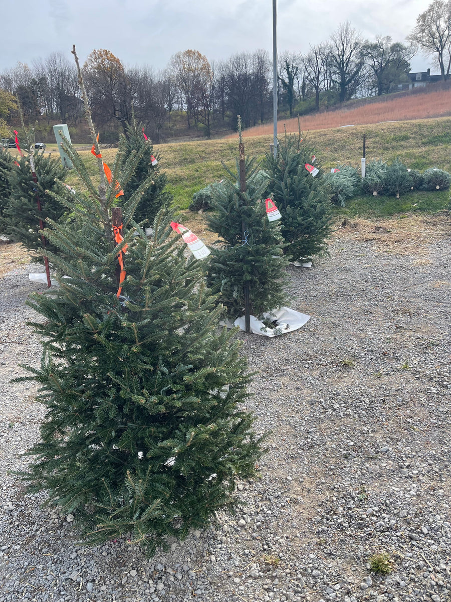 Fraser Fir Christmas Tree (45') Needham'sNursery