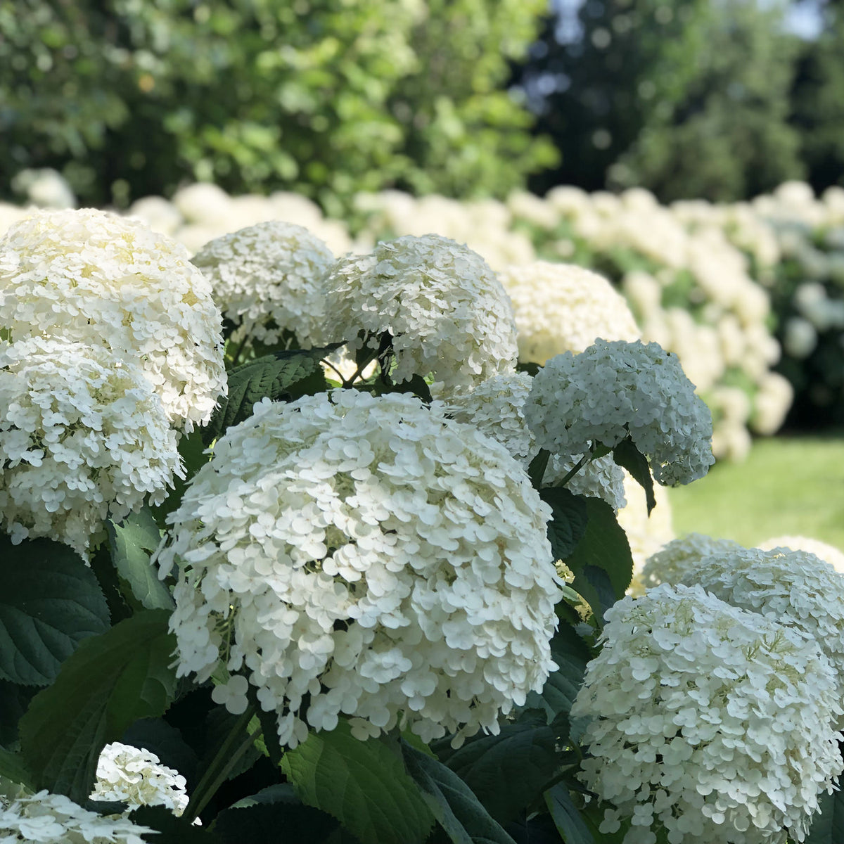 hydrangea arborescen incrediball INCREDIBALL HYDRANGEA Needham