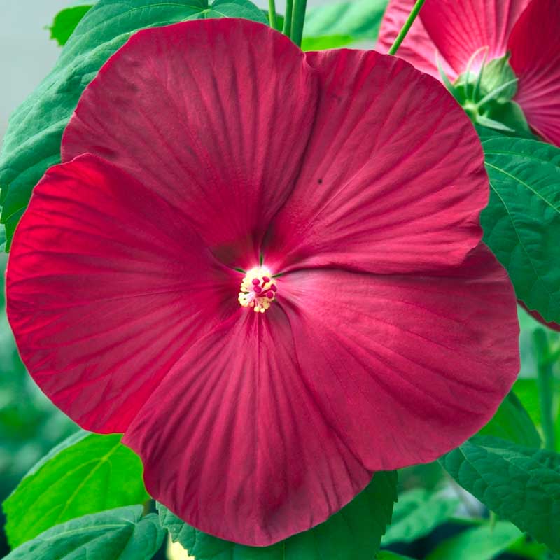 Hibiscus Luna Red
