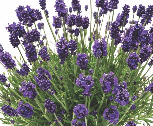 Lavender LaDiva Eternal Elegance