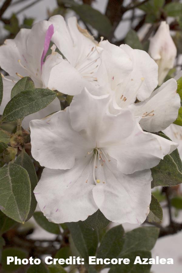 ホワイトリリー　AS 30 3 gal. Delaware Valley Azalea Evergreen Shrub with White Flowers