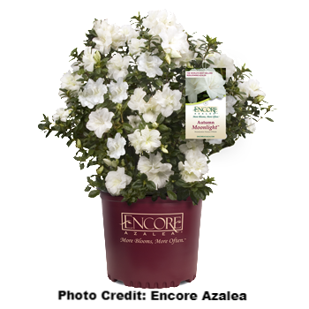 azalea x ‘encore’ AUTUMN MOONLIGHT (1 GALLON)