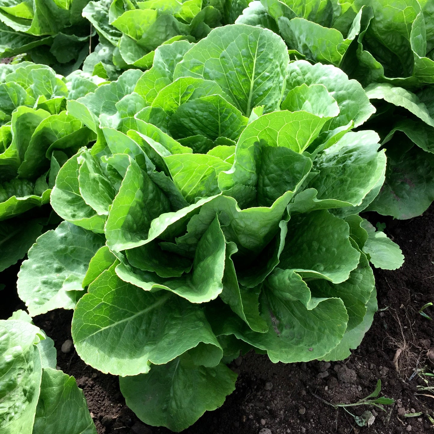 Lettuce Parris Island Romaine (12-04 Pack) (Shipped)