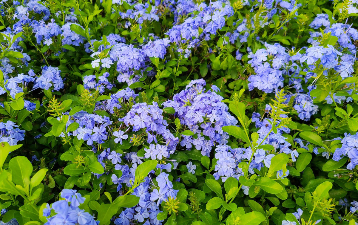 La Espiga #9, 22, Plumbago, Light Blue