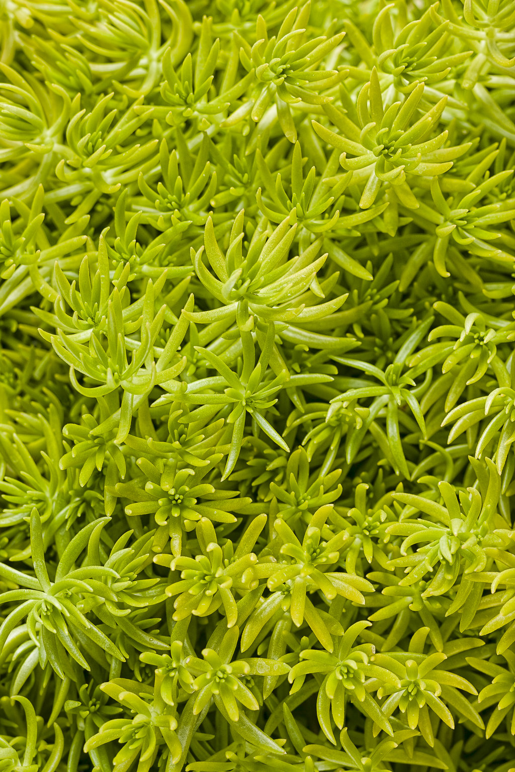 succulent yellow and soft Sedum Lemon Coral