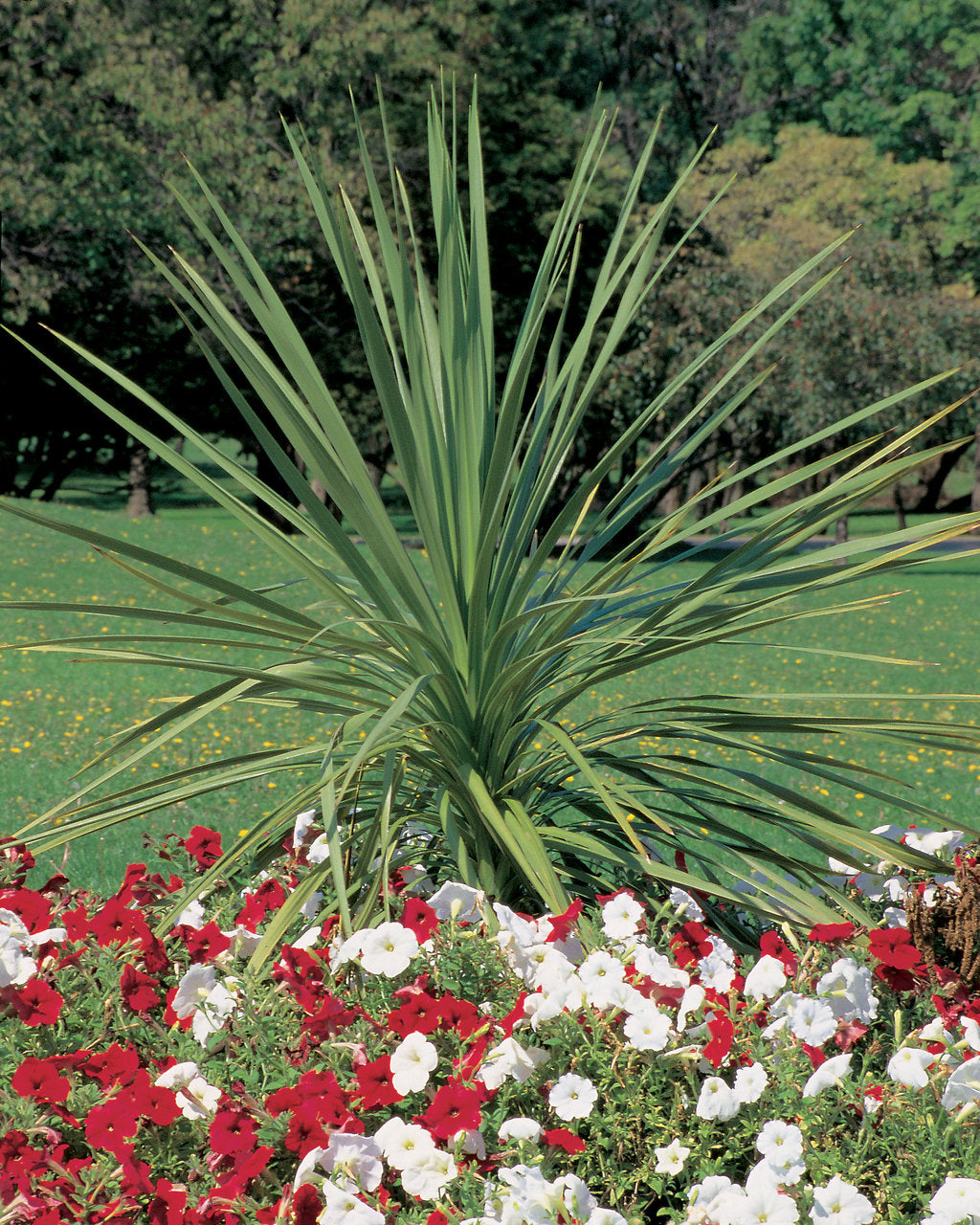 Spikes Dracaena