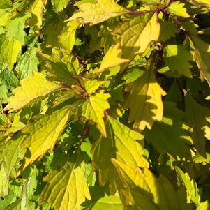 Royale Pineapple Brandy Coleus 4.5