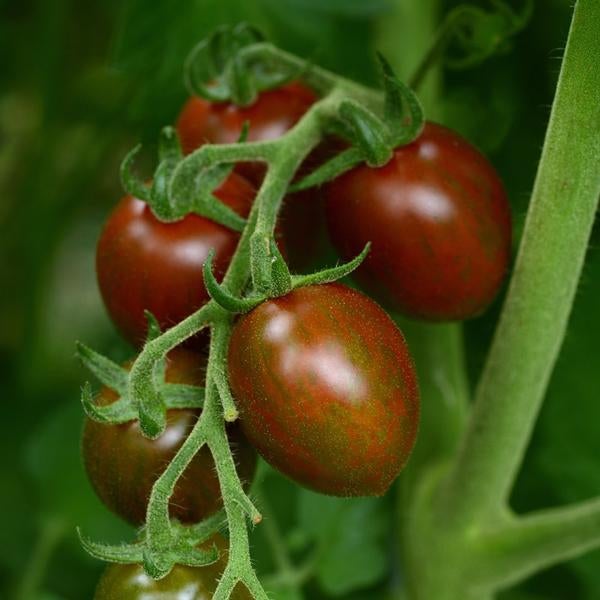 Chocolate Sprinkles Cherry Tomato Plants (3.5