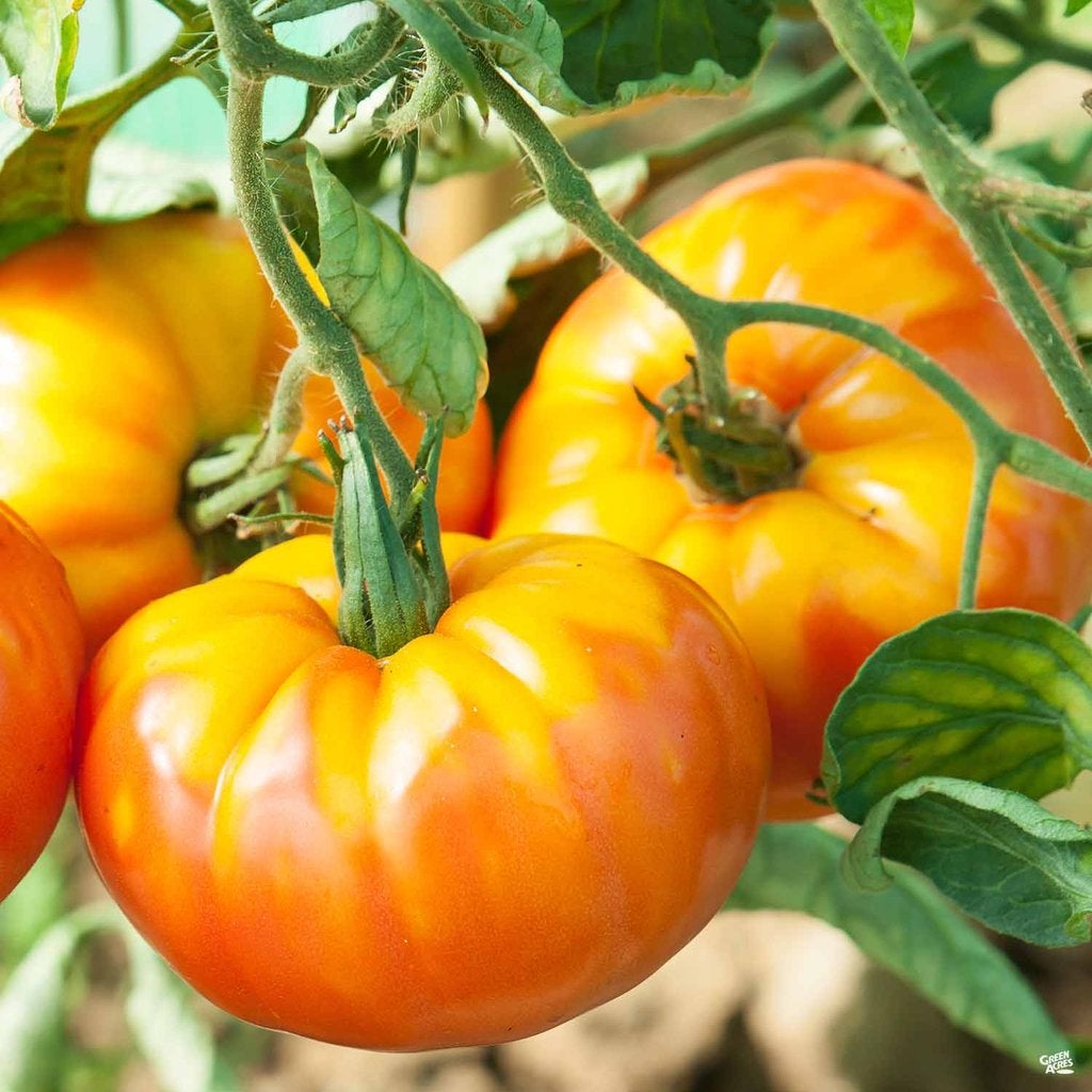 Pineapple Tomato Plants (3.5") | Bi-Color Heirloom Tomato