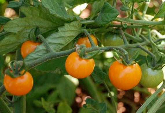 Sunsugar Cherry Tomato Plants (3.5