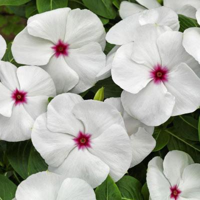 Vinca Pacifica Polka Dot (6-06 Pack)