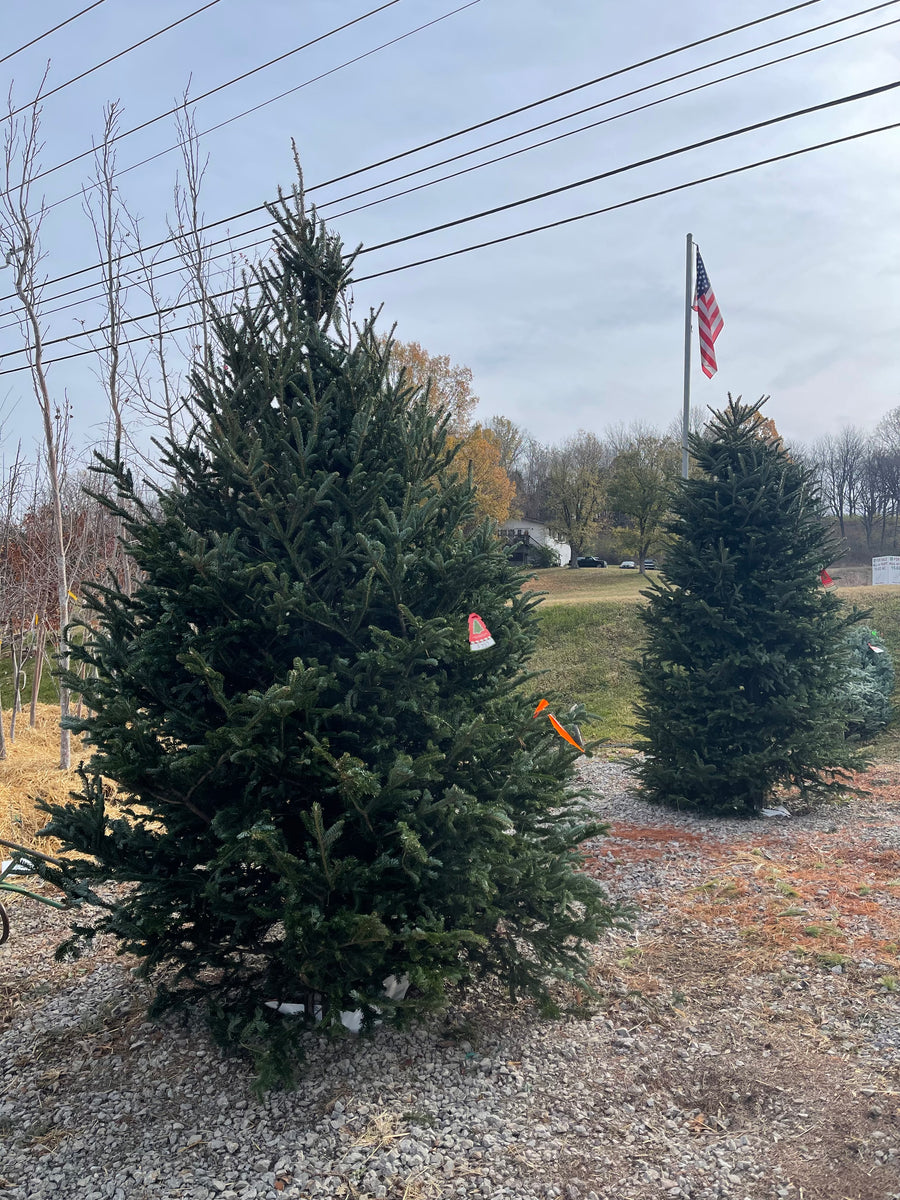 Fraser Fir Christmas Trees (1011') Needham'sNursery