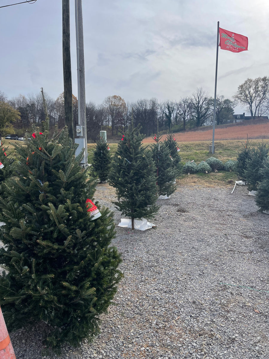 Fraser Fir Christmas Tree (56') Needham'sNursery
