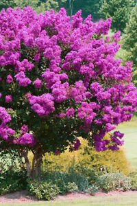 Crape Myrtle Zuni (5 Gallon) - Compact Lavender Flowering Shrub
