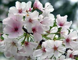 prunus yedoensis ‘Yoshino’ YOSHINO FLOWERING CHERRY