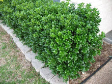 Load image into Gallery viewer, ilex cornuta ‘burfordii nana’ DWARF BURFORD HOLLY