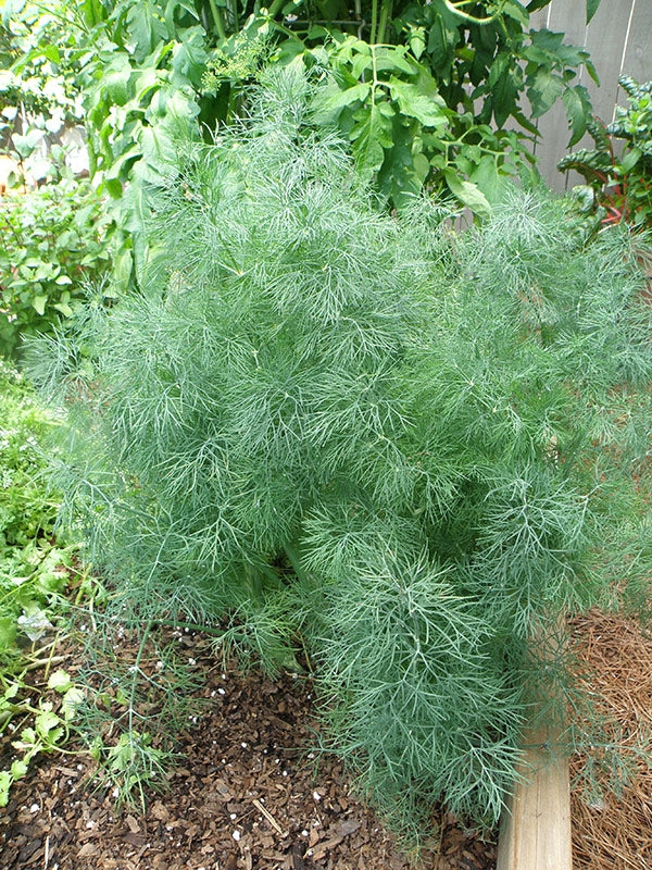 dill plant in pot Dill Fernleaf (4" Pot) - Compact Slow-Bolting Herb