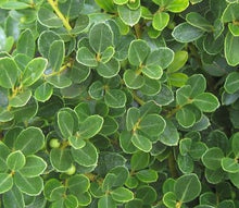 Load image into Gallery viewer, ilex crenata ‘helleri’ HELLERI JAPANESE HOLLY