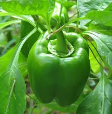 California Wonder Sweet Pepper 12-04 Pack - Heirloom Bell Pepper