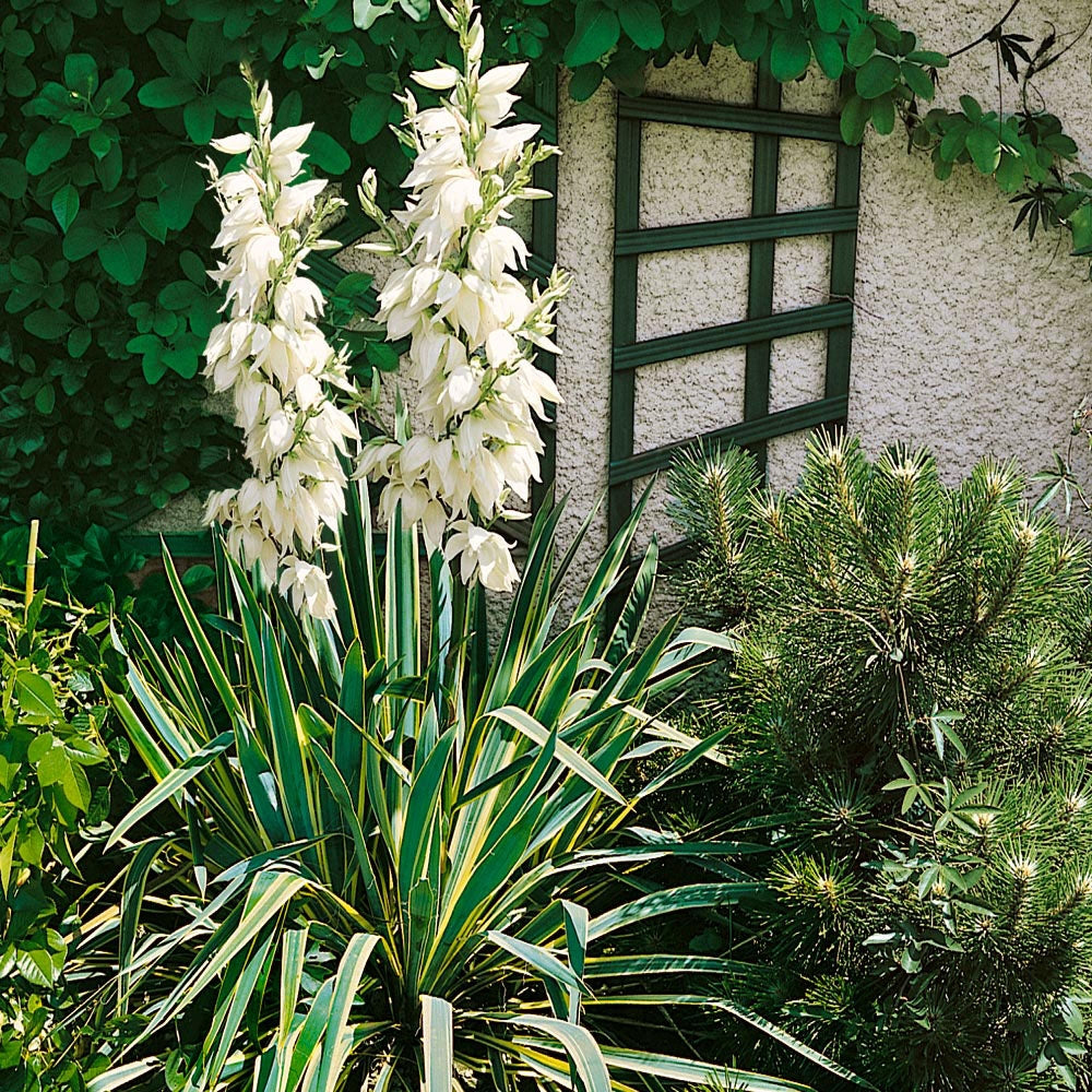 yucca filamentosa ‘bright edge’ BRIGHT EDGE YUCCA