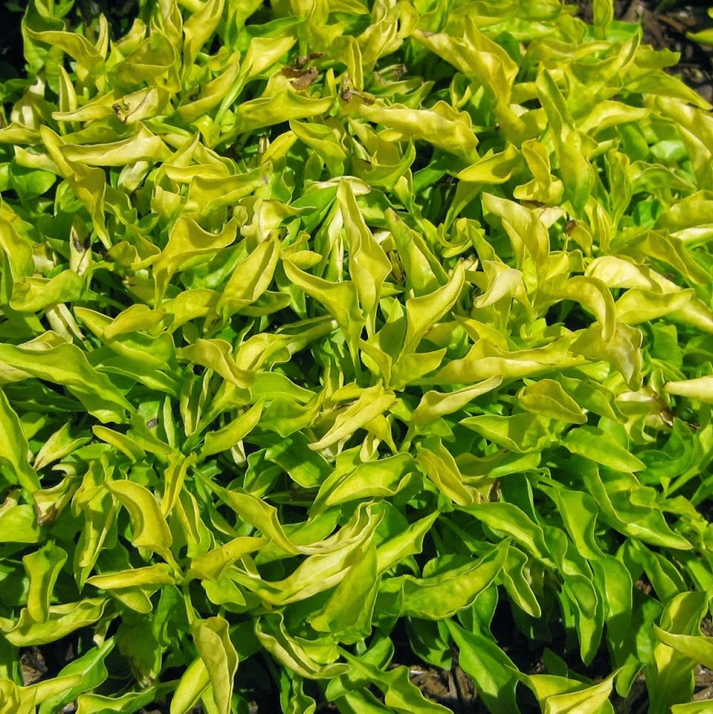 Joseph's Coat Alternanthera Yellow (4