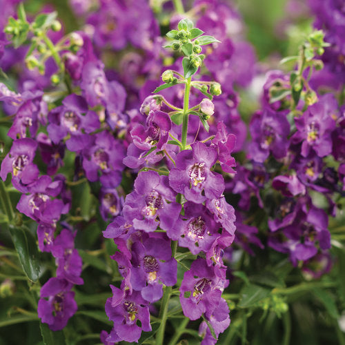 Angelonia Archangel Purple - Bold Purple Heat-Tolerant Annual