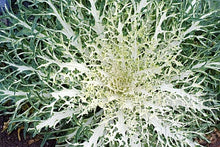 Load image into Gallery viewer, Peacock White Kale