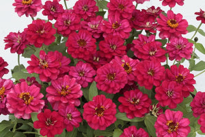 Zinnia Profusion Double Hot Cherry (6-06 Pack)