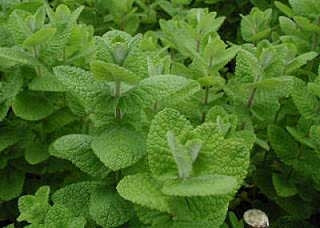 Mint Apple (4