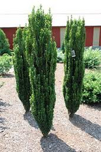 Load image into Gallery viewer, ilex crenata ‘sky pencil’  SKY PENCIL HOLLY
