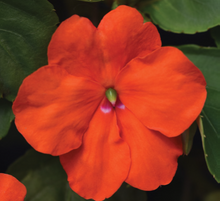Load image into Gallery viewer, Impatiens Beacon Orange (6-06 Pack)