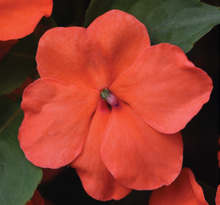 Load image into Gallery viewer, Impatiens Beacon Salmon (6-06 Pack)