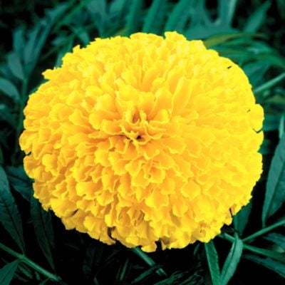 giant yellow marigold seeds Marigold Hybrid Taishan Yellow (6-06 Pack) - Hardy Cheerful Annual
