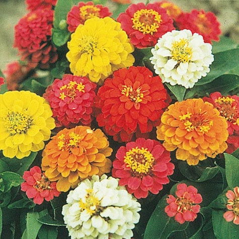 Zinnia State Fair Mix (6-06 Pack)