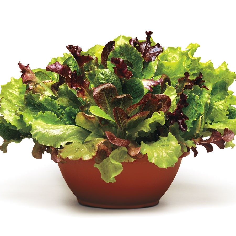 SimplySalad Summer Picnic Lettuce Plants (3.5