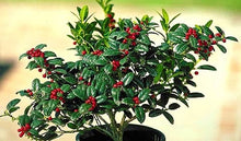 Load image into Gallery viewer, ilex cornuta ‘burfordii nana’ DWARF BURFORD HOLLY