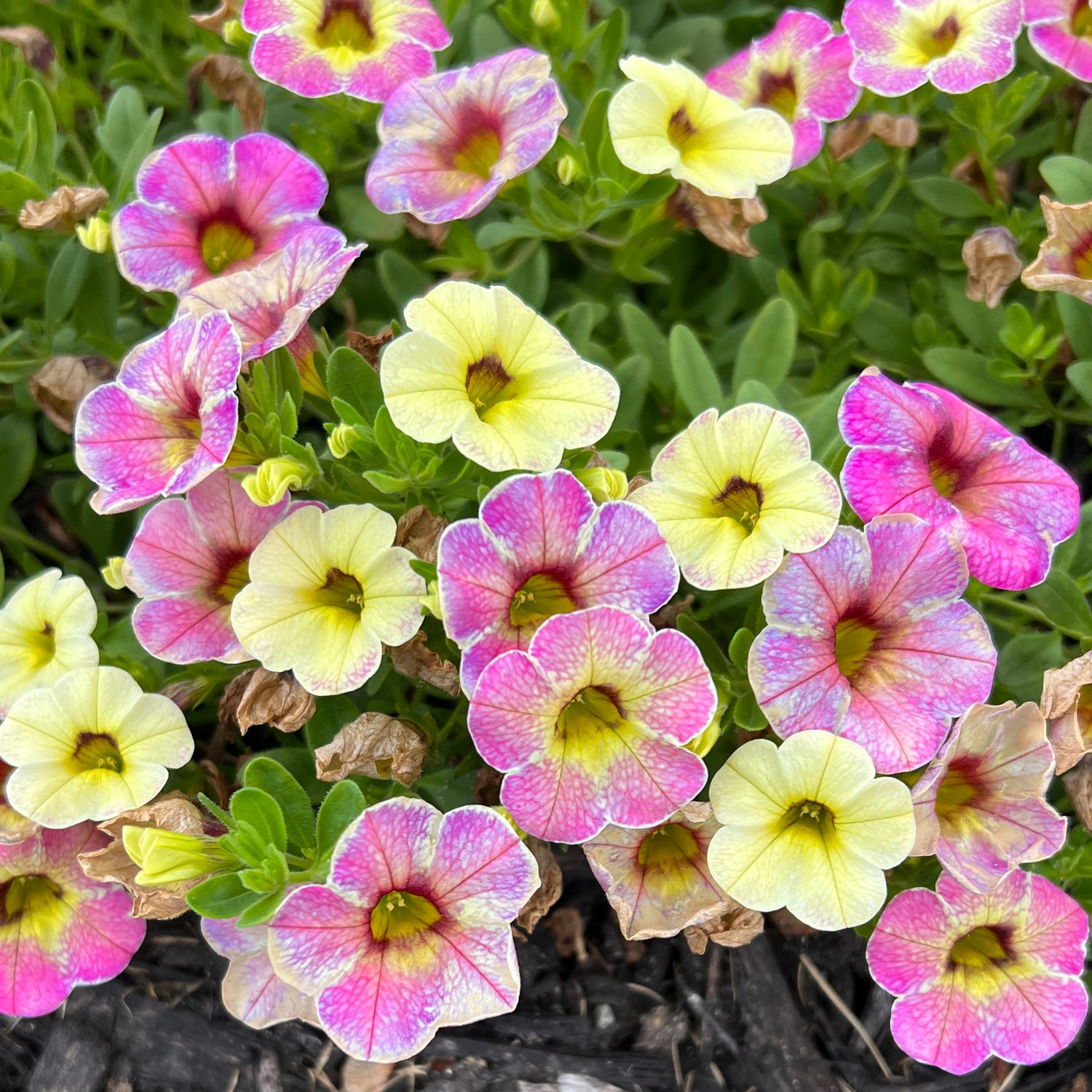 hanging basket plants calibrachoa Calibrachoa SuperBells Magic Pink Lemonade