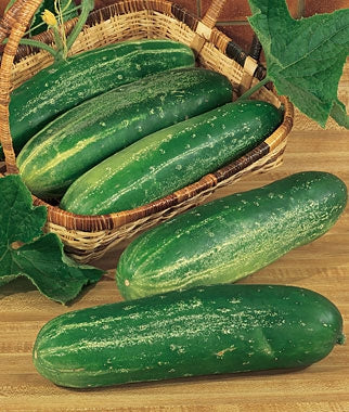 Cucumber Straight Eight (12-04 Pack) - Classic Heirloom Slicer | Needham's  Nursery  Needham'sNursery
