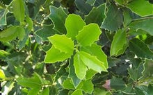 Load image into Gallery viewer, ilex x ‘oakland’ OAKLAND HOLLY