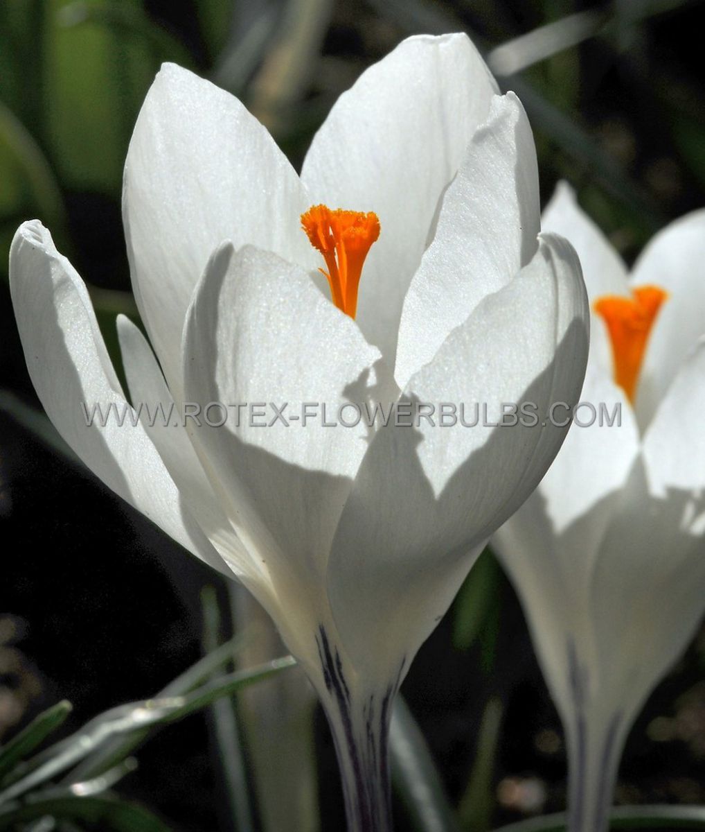 Bulb Crocus Jeanne D'Arc